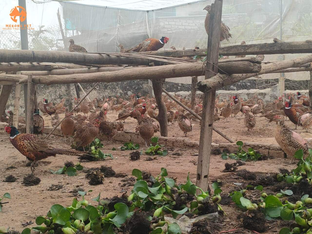 Trang trại chăn nuôi chim trĩ thịt cung cấp cho thị trường Tphcm